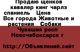 Продаю щенков кавалер кинг чарлз спаниель › Цена ­ 40 000 - Все города Животные и растения » Собаки   . Чувашия респ.,Новочебоксарск г.